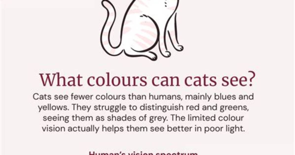 Are Cats Really Colorblind? Veterinary Science Debunks the Feline Vision Myth