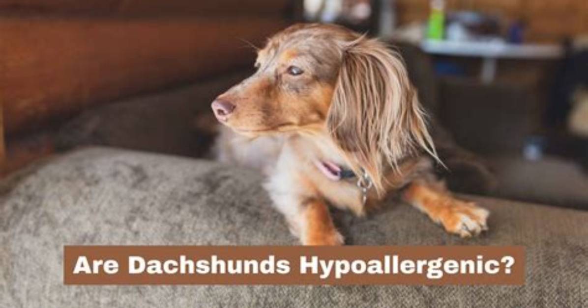 Are Dachshunds Hypoallergenic? Fact-Checking Shedding and Allergy Claims