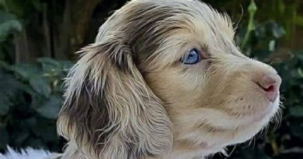 Are Merle Fluffy Dachshunds Purebred? Breed Standards vs Designer Trends