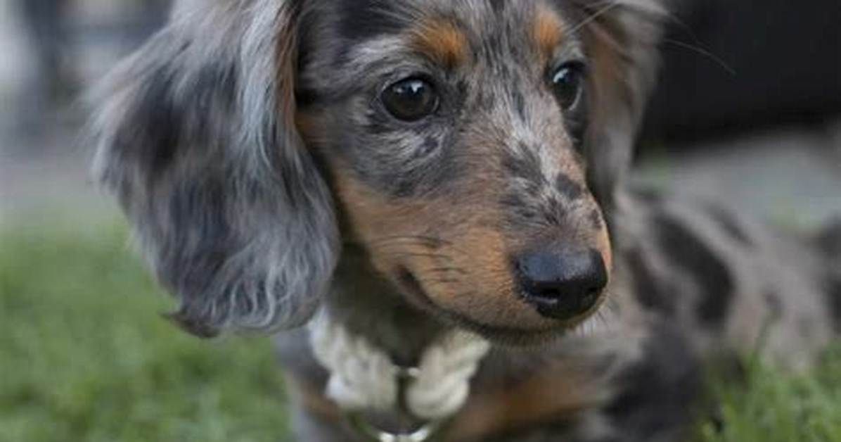 Are Mini Long-Haired Dachshunds Actually Harder to Care for? Fact-Checking Health, Temperament, and Care Myths