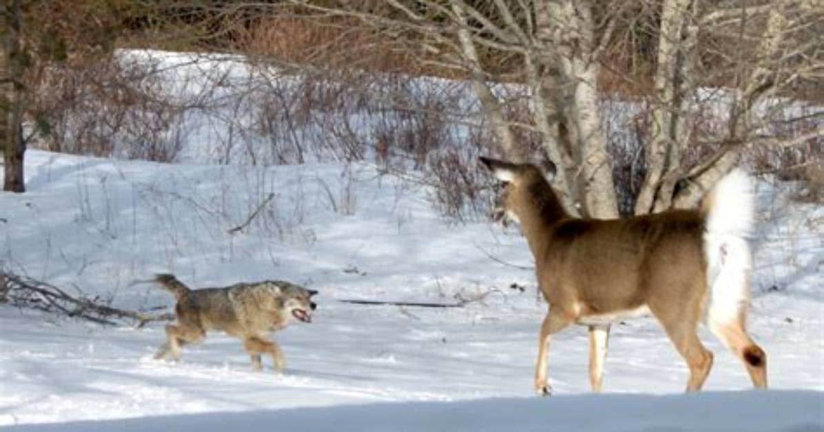 Buck, Doe, or Coyote? the Fact-Check Guide to Identifying Backyard Winter Snow Tracks