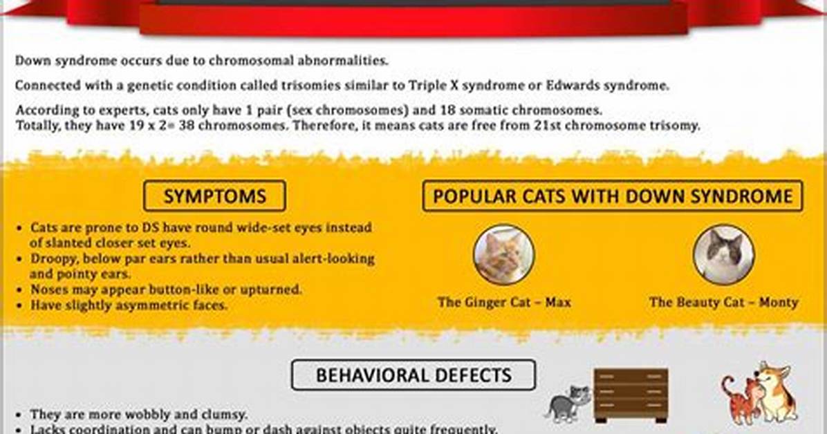 Can Cats Really Have Down Syndrome? the Genetic Truth Behind Viral Pets