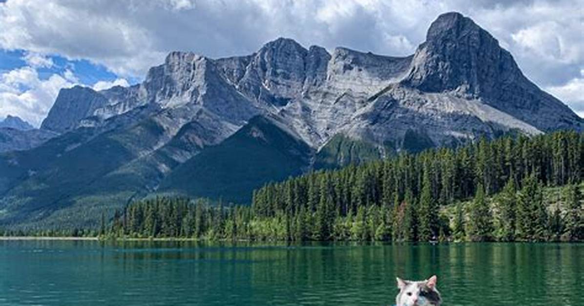 Cat Stand-up Paddleboarding 101: Step-by-Step Training, Gear, and Safe Practices