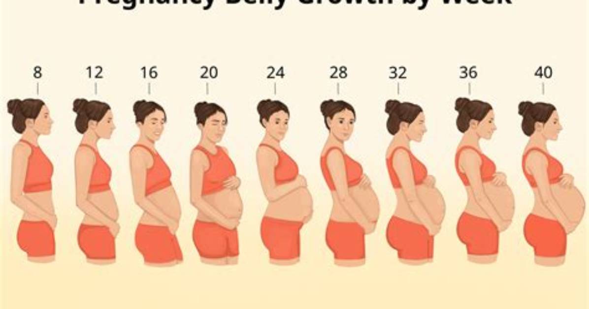 Complete Guide to Mid-Pregnancy Belly Changes: What Every Parent Should Expect