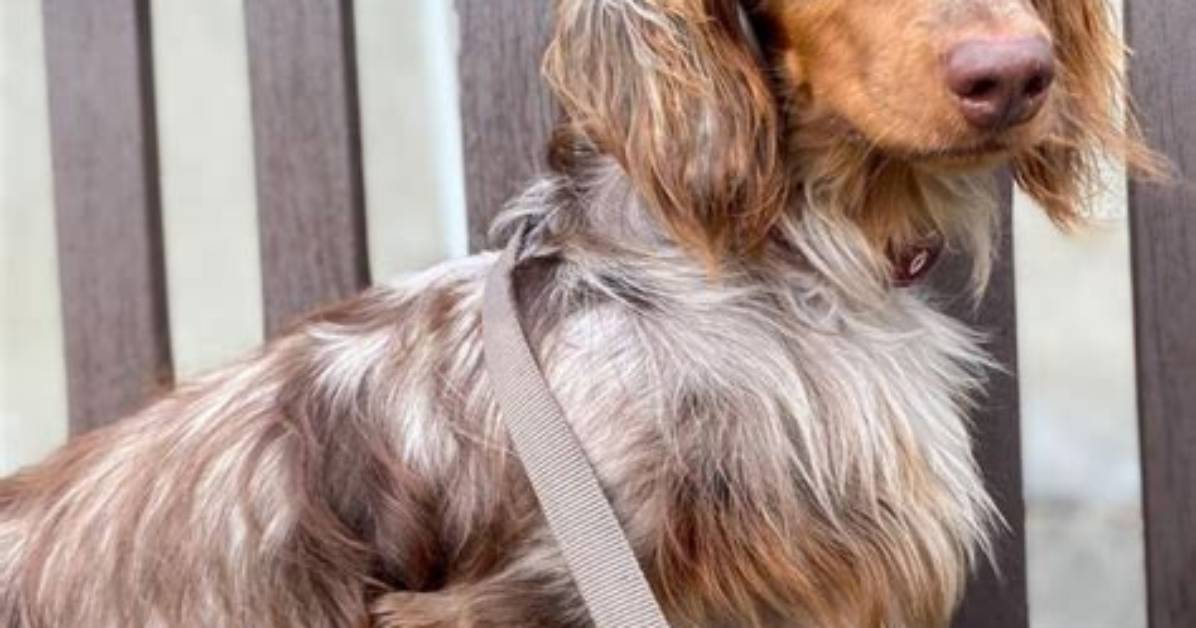 Dachshund Breeds Ranked: How Mini Longhairs Compare to Other Short-Legged Pups