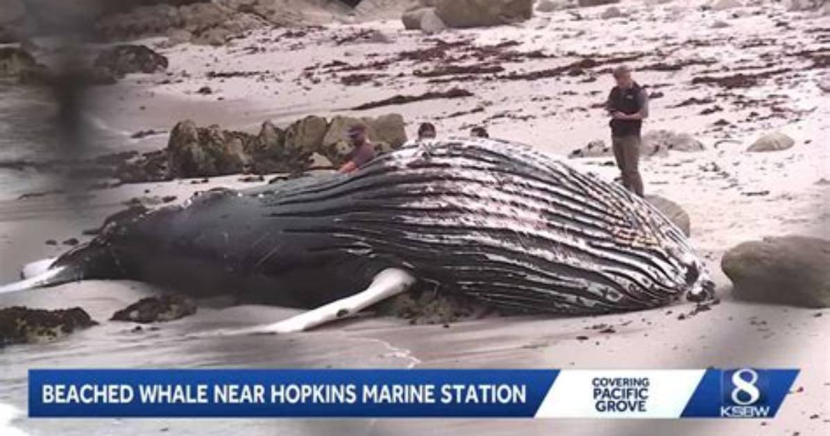 Dead Whale Washes Ashore at Lovers Point: Photos and Marine Safety Response
