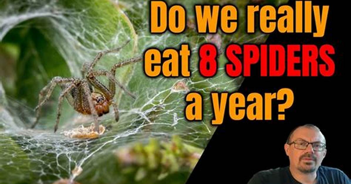 Do You Really Eat 8 Spiders a Year in Your Sleep? the Shocking Truth Behind the Lie