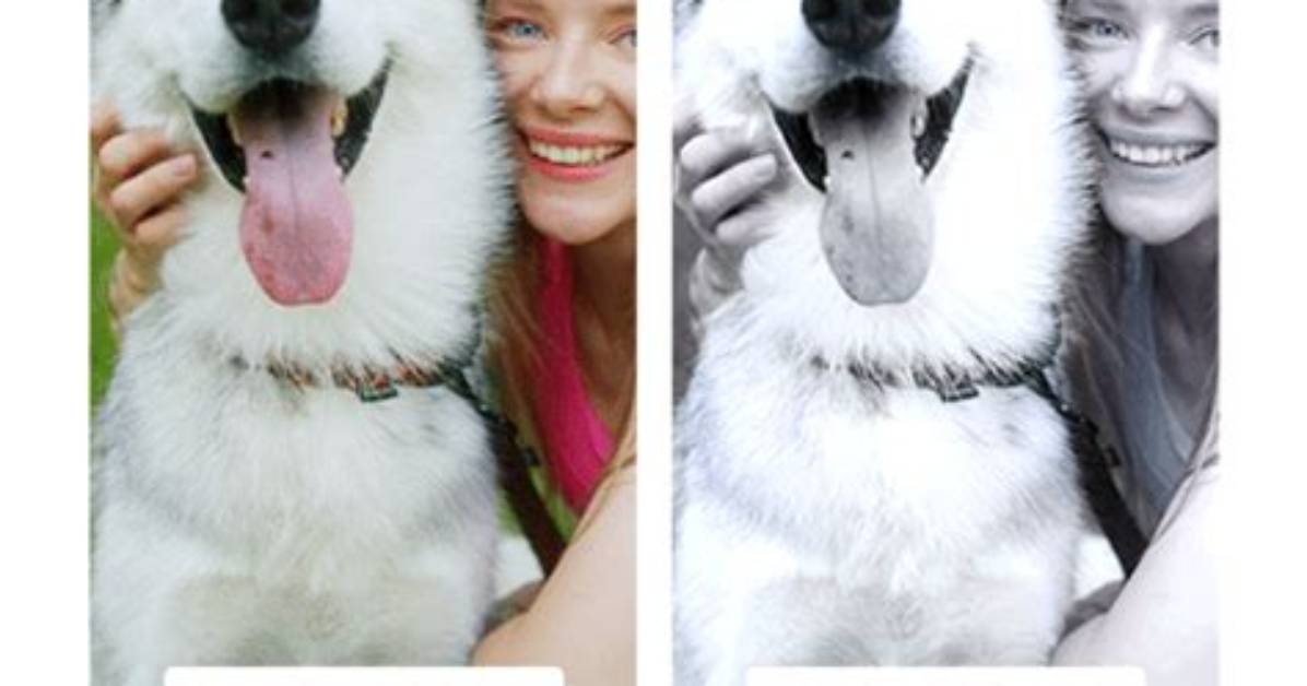 Dog Vision Filter Guide: How to Use It and How Your Pet Sees the World