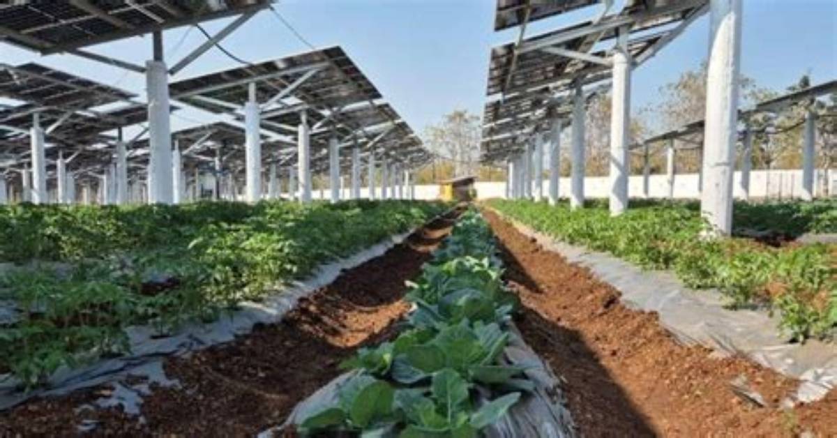 Dual-Use Farmland: Inside the Rise of Agrivoltaics and Clean Energy Co-Location