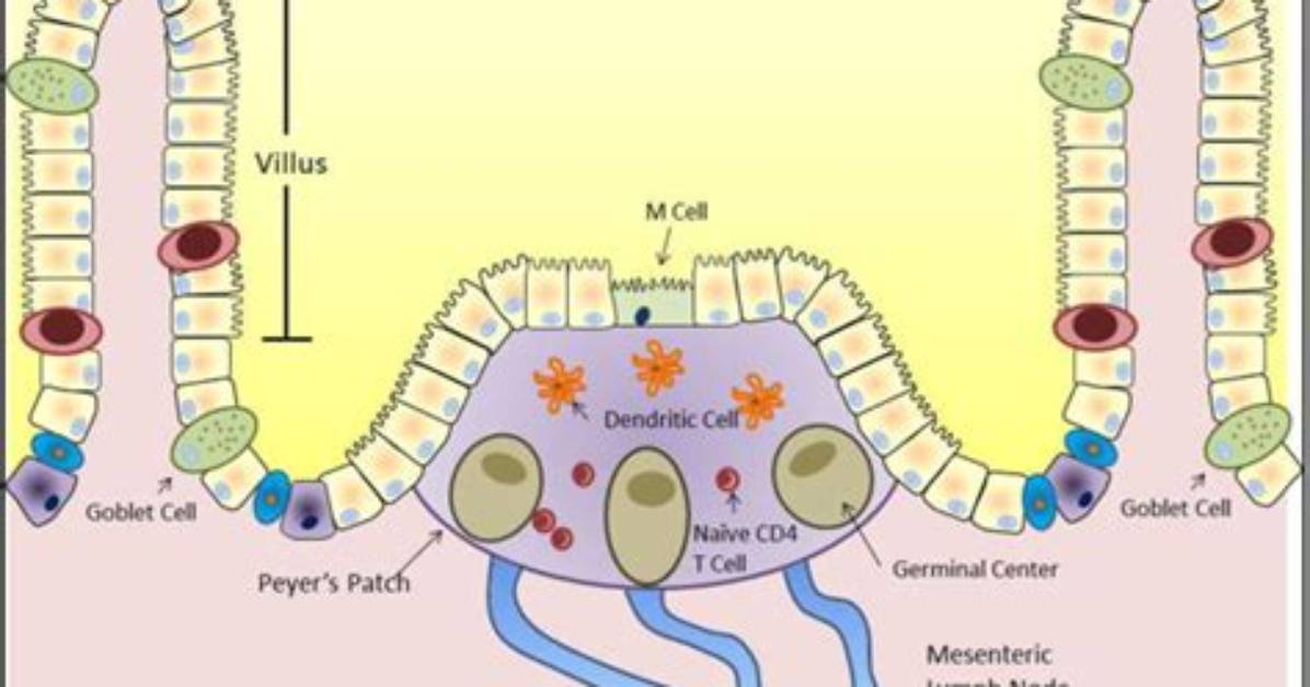Fact-Checking Gut Immunity: Do Peyer’s Patches Do More Than Capture Pathogens?