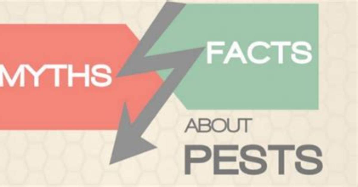 Fact-Checking Household Pest Myths: Do Spiders Like Hot or Cold Rooms?