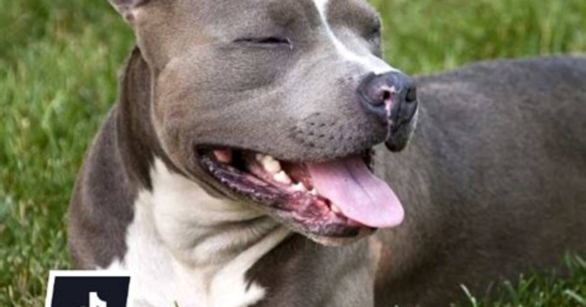 Fact-Checking Tiktok's Pit Bull Terrier Trends: Harmless Meme or Pet Behavioral Hazard?