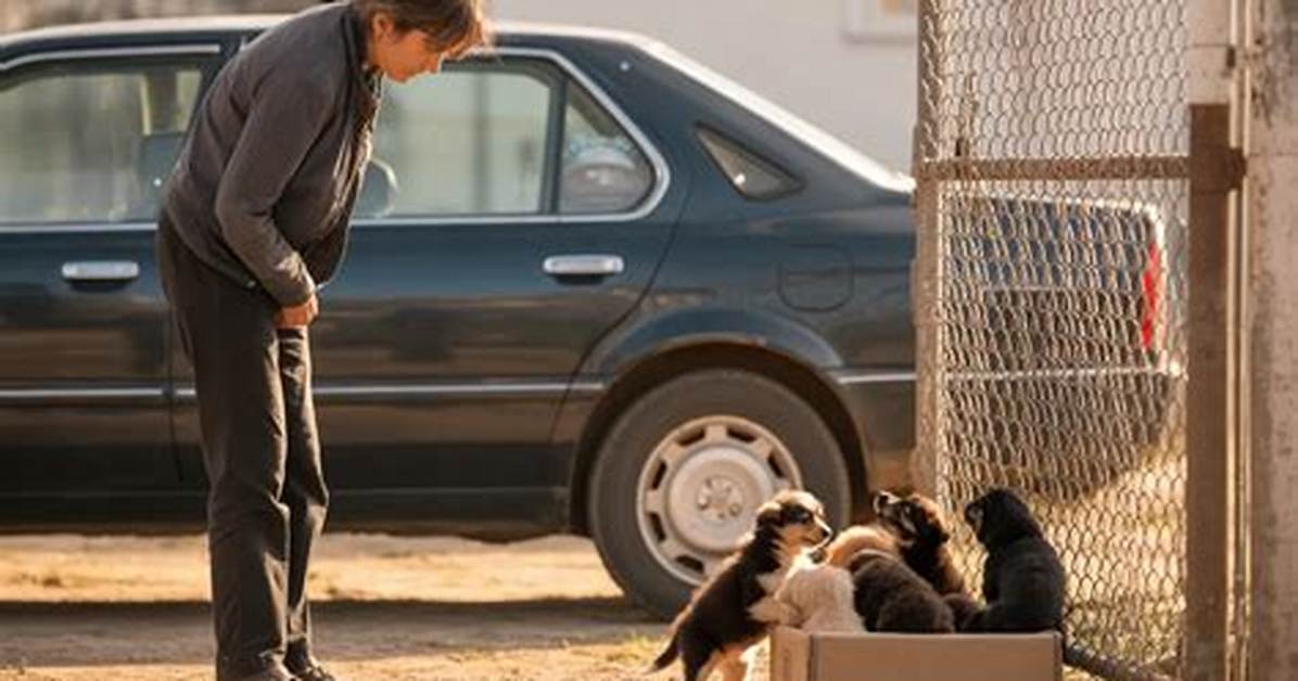Gaston County Abandoned Dog Case Explained: Rescue Details, Laws, and How to Help