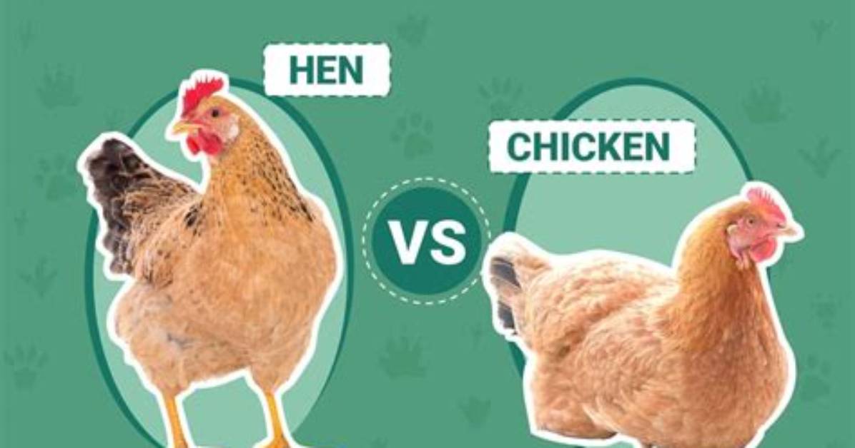 Hen Vs. Chicken Fact-Check: Examining Species Classifications, Hybrids, and Evolutionary Cousins