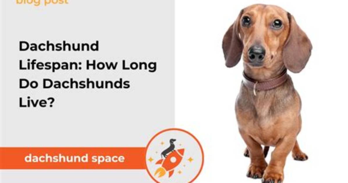 How Long Do Dachshunds Live? the Ultimate Care Guide to Helping Your Doxie Reach 16+
