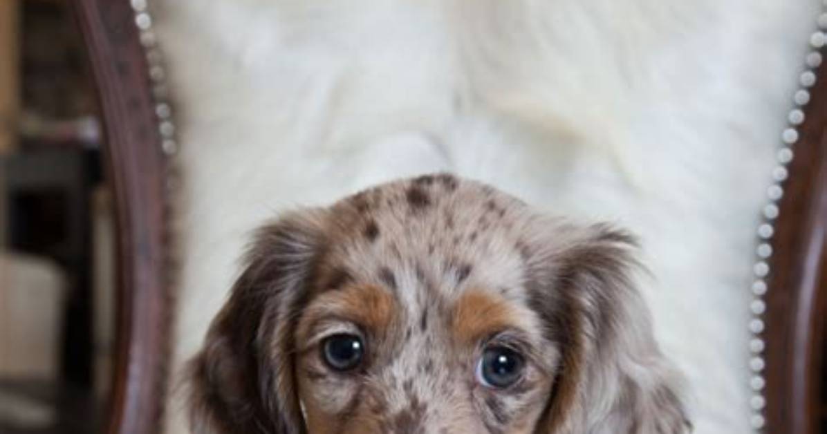 How Mini Long-Haired Dapples Took over Social Feeds: from Viral Sensation to Pet Stardom