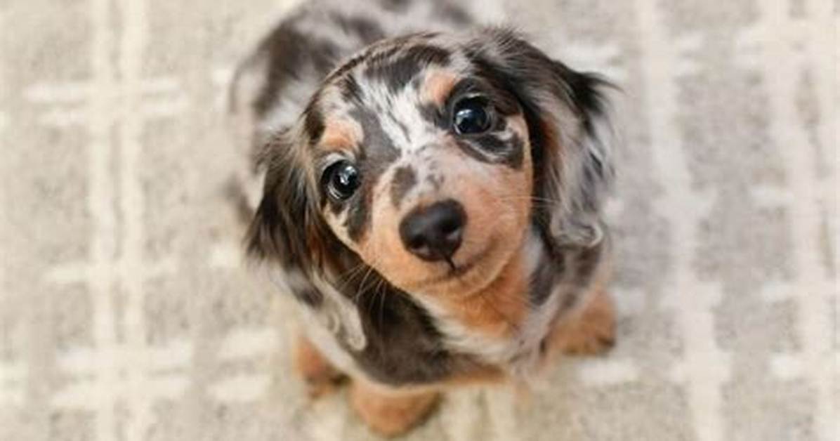How Miniature Dapple Dachshunds Became 2026'S Top Trending Pet Phenomenon