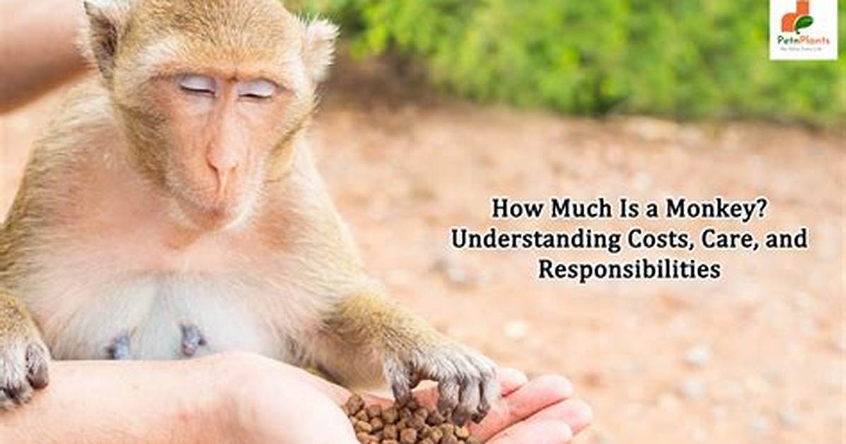 How Much Is a Pet Monkey? Complete Price, Species, and Ownership Faq