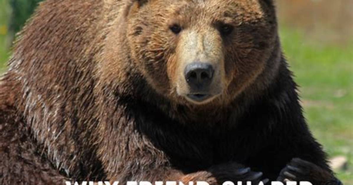 'If Not Friend, Why Friend Shaped?' the Science Behind Cute Meme Formats