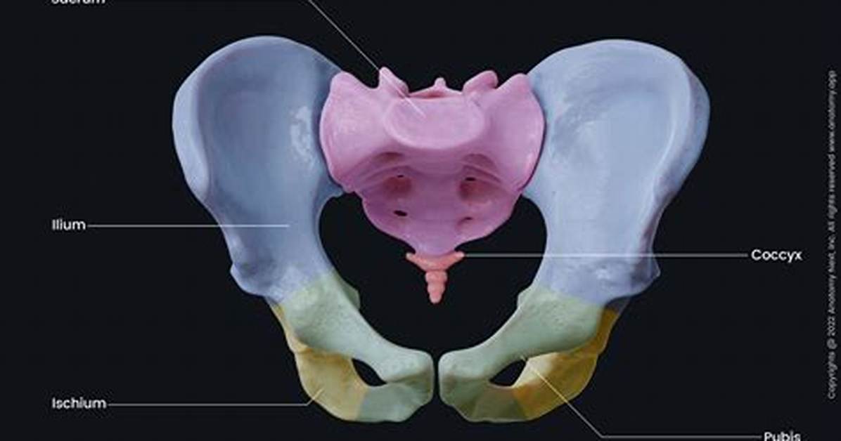 Inside Pelvic Anatomy: How Air Enters the Body and Why Queefing Is Harmless