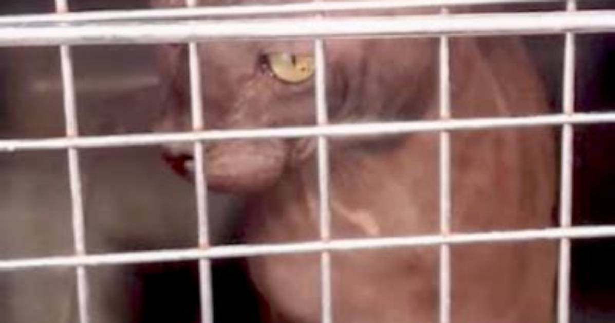 Inside the Henderson Sphynx Cat Raid: Why 21 Felines Were Seized from Breeder
