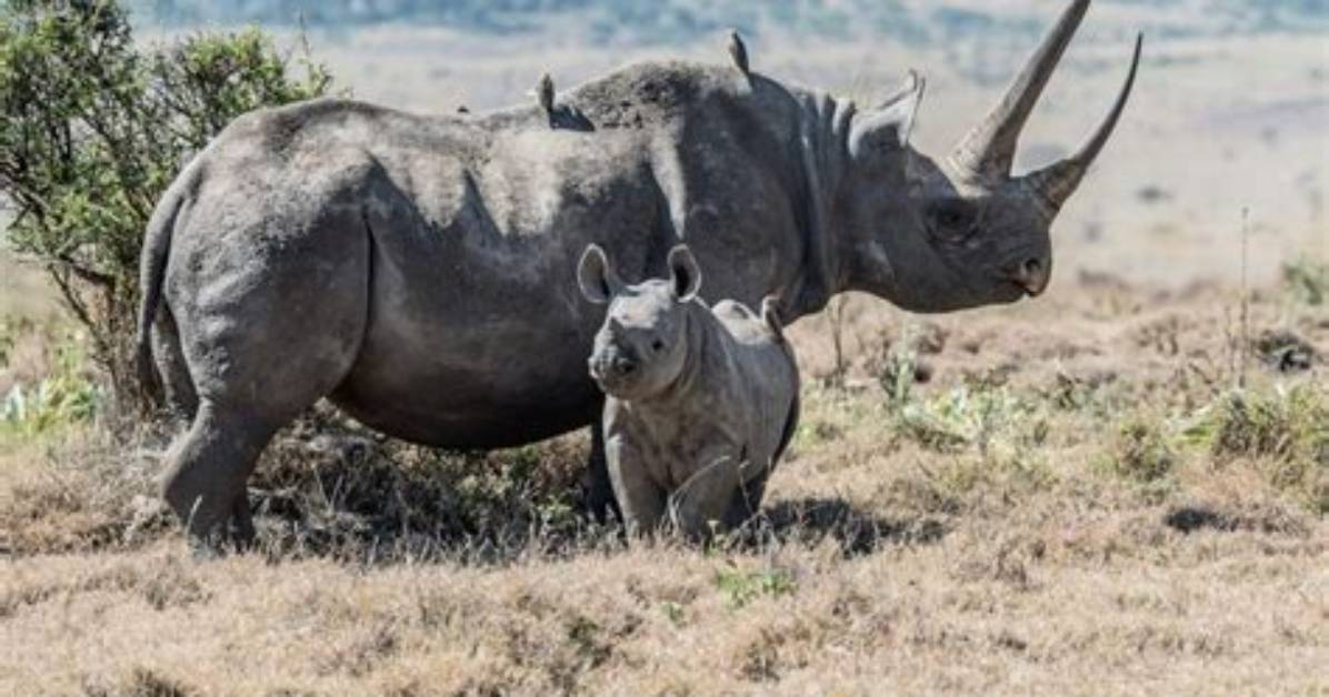 Is It Actually Illegal? Fact-Checking Wildlife Feeding, License Plates, and Riding in Truck Beds