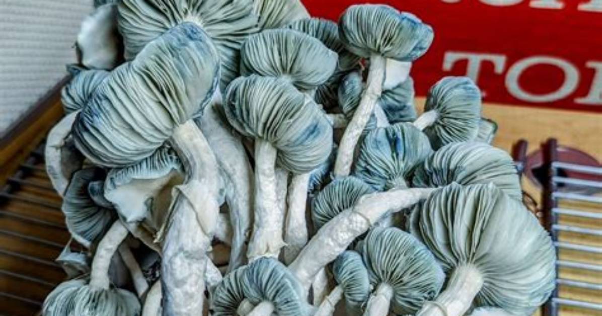 Jack Frost Mushroom Potency Debunked: Is It Actually Stronger Than Average?