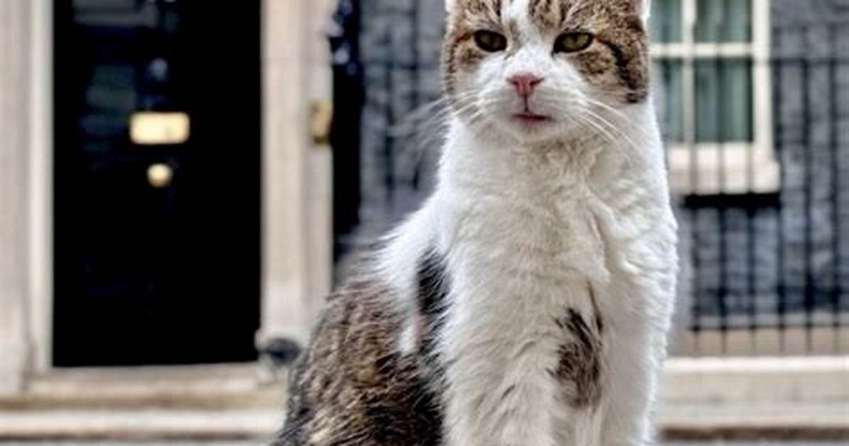 Larry the Cat at 19: the Funniest Downing Street Memes and Viral Photos