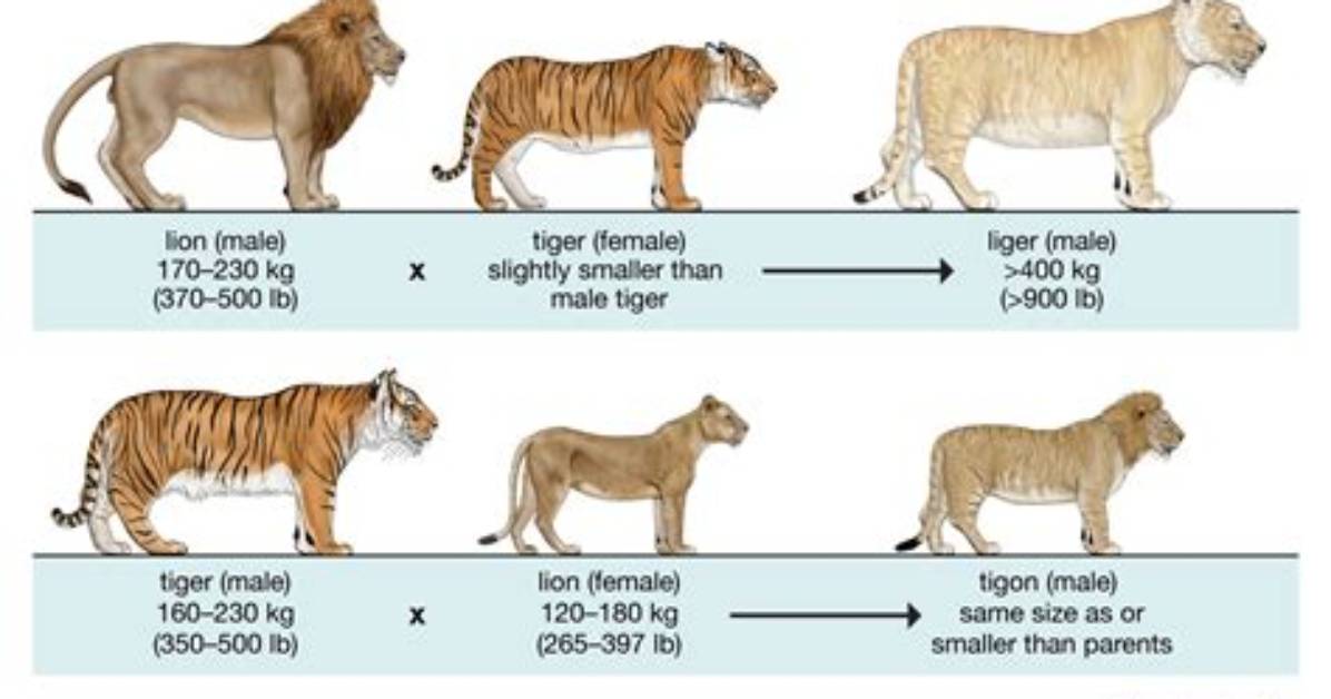 Liger vs Tigon Fact-Check: Do Lion-Tiger Hybrids Ever Occur in the Wild?