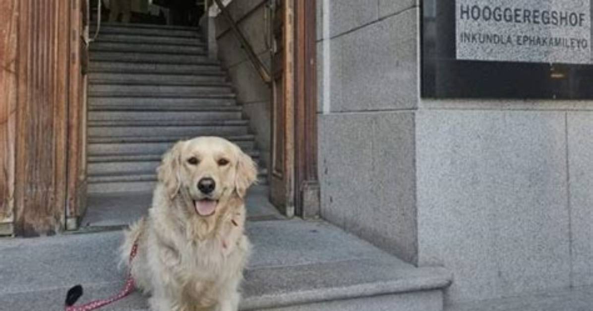 Meet Beanz the Golden Retriever: Nashville’s Famous Fence Dog Explained