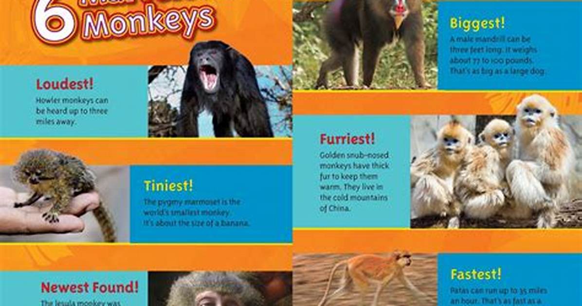 Pleasure or Survival? Fact-Checking Why Monkeys Really Masturbate in the Wild