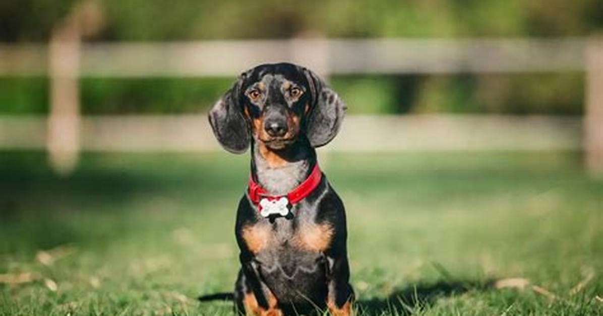Ranked Among the Longest-Living Breeds: Dachshund Life Expectancy Breakdown