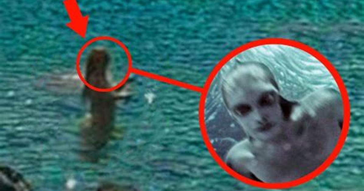 Real-Life Mermaids Caught on Camera: the Skill Behind the Mesmerizing Aquarium Spectacle