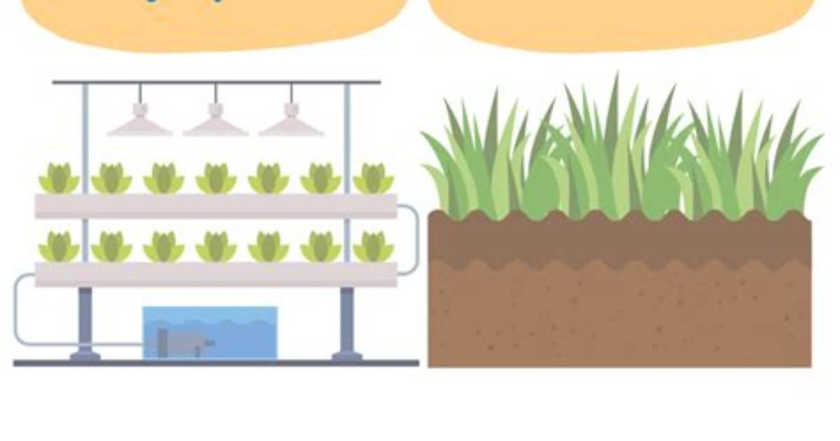 Soil Vs. Hydroponic Wheatgrass: Which Method Delivers Better Nutrients?
