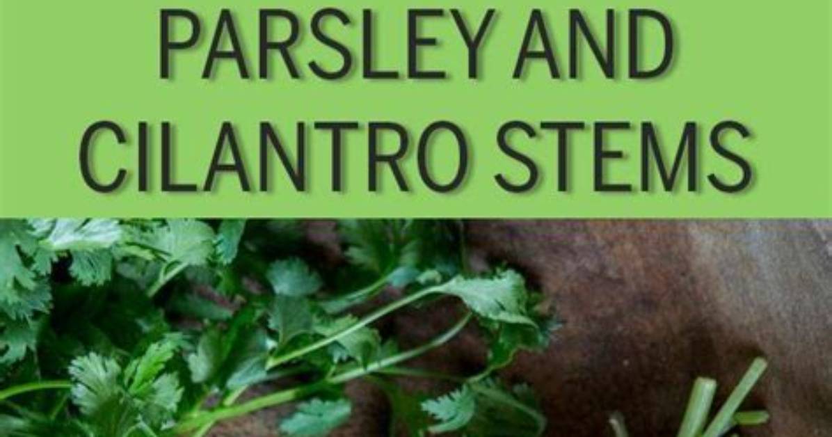 Stop Throwing Away Cilantro: the Freezing Mistake That Turns Herbs to Slime