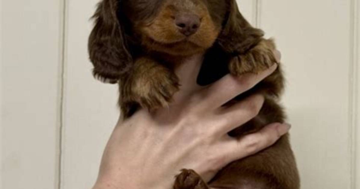 The 2026 Dachshund Boom: How Miniature Long Hairs Captured Pop Culture