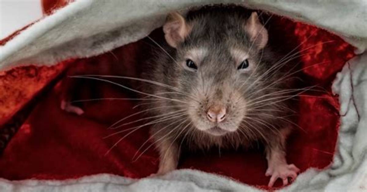 The Absurd Truth Behind the Rat Eating Cheese Meme Taking over Feeds