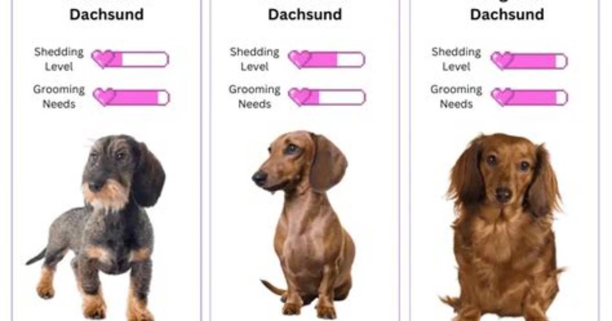 The Complete Dachshund Shedding Guide: Grooming Cuts, Brushing, and Fur Control