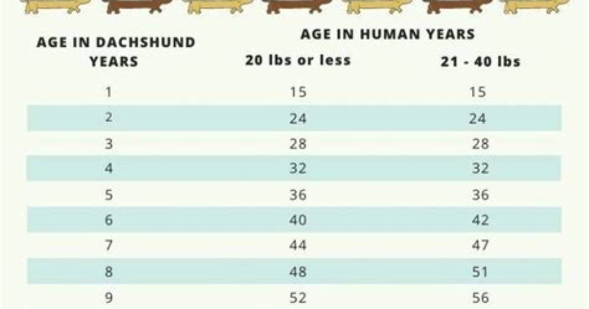 The Complete Mini Dachshund Aging Timeline: Critical Care Shifts from Puppy to Senior