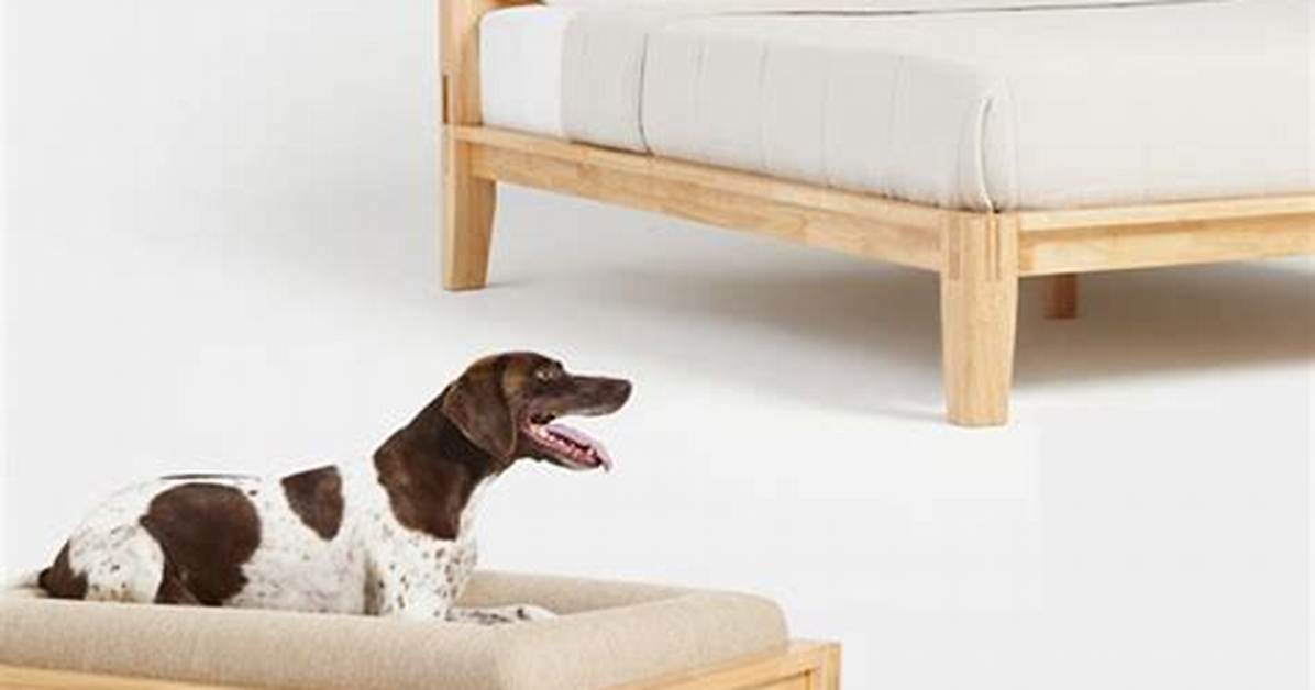 The Complete Thuma Classic Dog Bed Sizing, Care, and Buyer's Guide