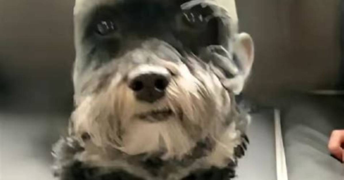 The Rise of Goofy Ahh Dog Culture: from Niche Sound to Global Phenomenon