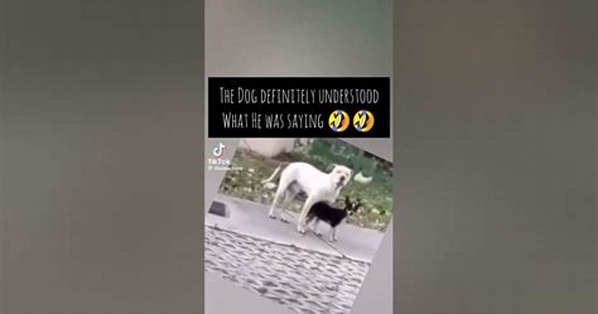 The Rise of the 'Lil Ass Dog' Trend: How a Niche Clip Became a Mainstream Internet Phenomenon