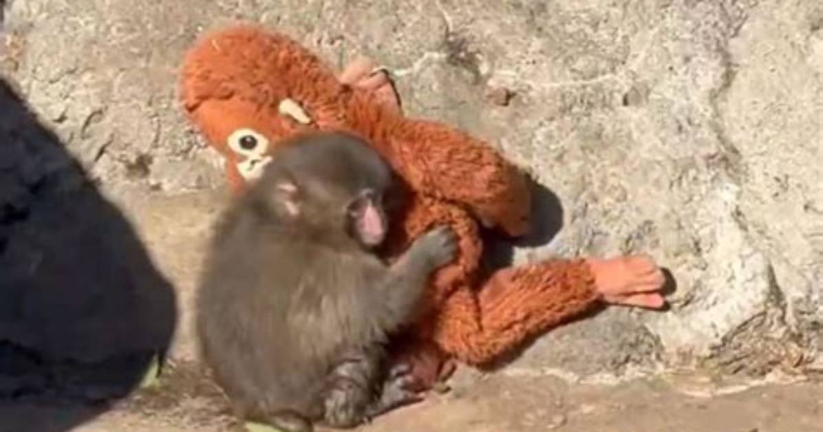 The True Story Behind the Viral 'Monkey Rage Baiting Lion' Meme Explained