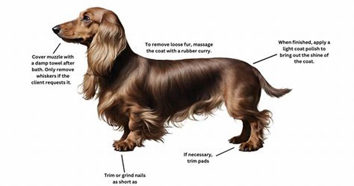 The Ultimate Long-Haired Dachshund Grooming Playbook: Step-by-Step at-Home Coat Care