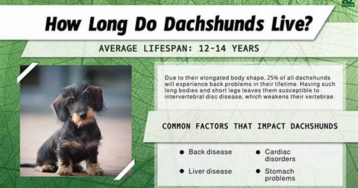 The Ultimate Long Haired Dachshund Lifespan Guide: Health Risks, Care Tips, and Golden Year's