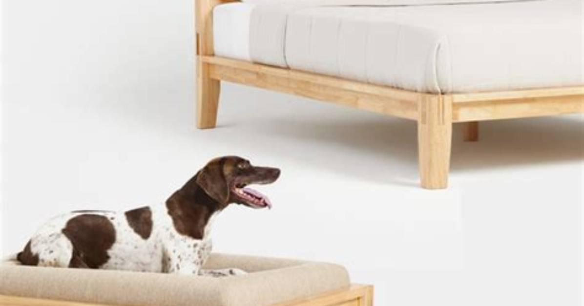 Thuma Classic Dog Bed Hands-on Look: Aesthetic Perfection or Overpriced Hype?