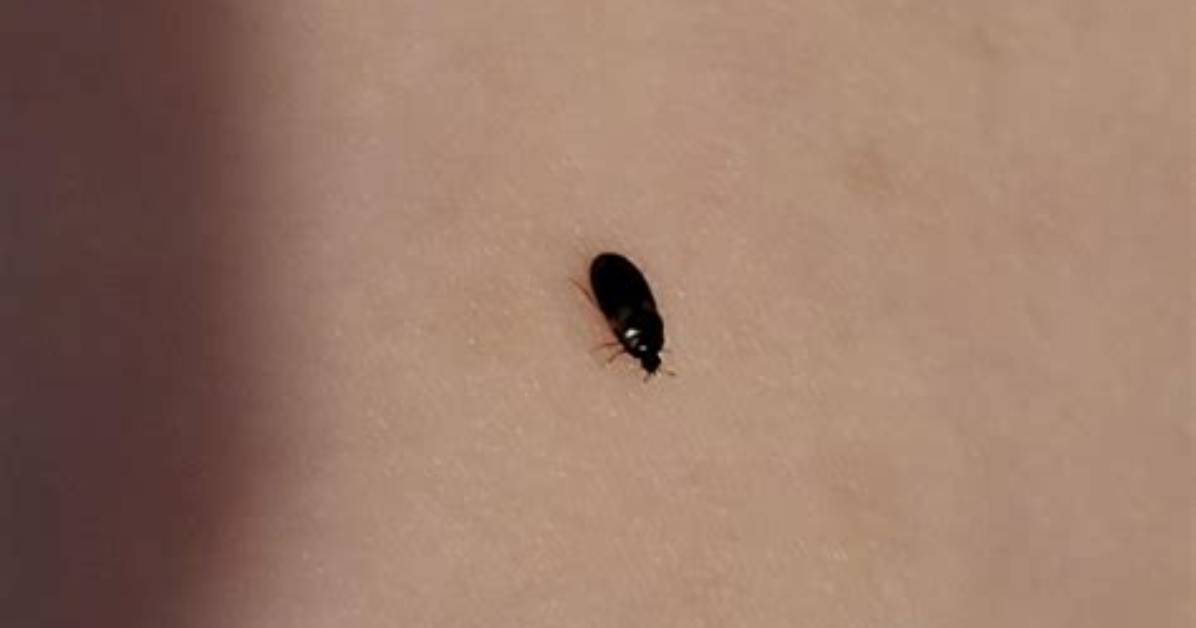 Tiny Black Bugs in Your Home or Yard: Complete Identification and Removal