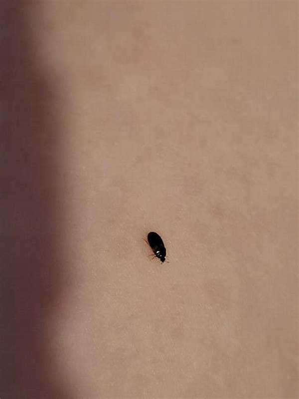 Tiny Black Bugs in Your Home or Yard: Complete Identification and Removal