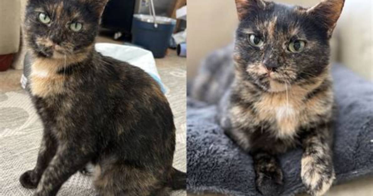 Tortoiseshell Cat Market Trends 2026: Adoption Surges and Viral Breeder Pricing