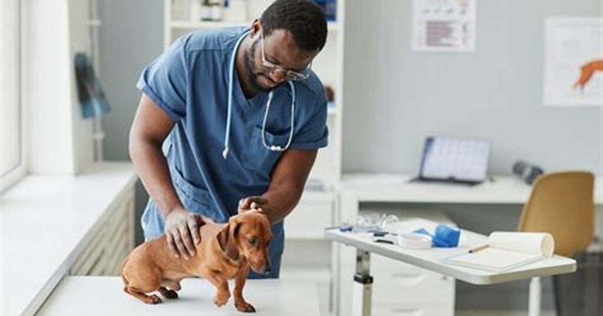 Veterinarian Fact-Check: Are Dachshunds Low-Maintenance Shedders?
